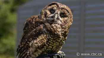 Proposed B.C. ski resort faces criticism over threat to endangered spotted owl habitat