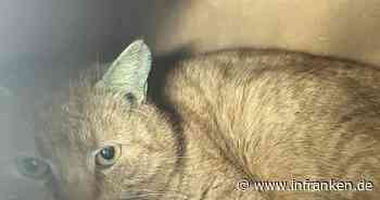 Tierheim Bamberg: Kater Ford sucht neues Zuhause - "findet Menschen seltsam"
