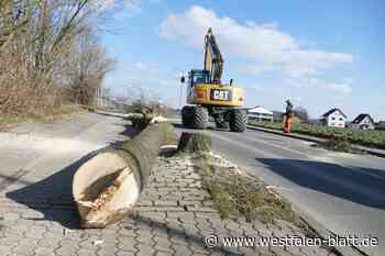 Hiddenhausen: Baumfällung an der Schweichelner Straße hat begonnen