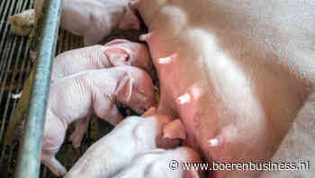 Krapte op biggenmarkt drijft de verder prijzen op