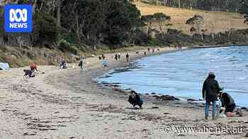 Bob Brown Foundation and Huon salmon at odds over 'material' washed up on beach