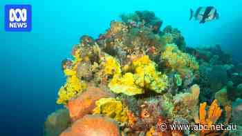 Deep-sea sponge trial nurseries hope to rescue ocean ecosystems