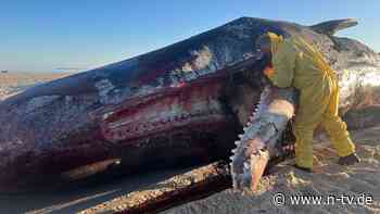 Nichts für Zartbesaitete: Toter Pottwal vor Sylt geborgen und zerlegt