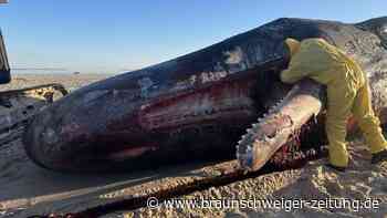 Toter Pottwal vor Sylt geborgen – Was passiert mit dem Kadaver?