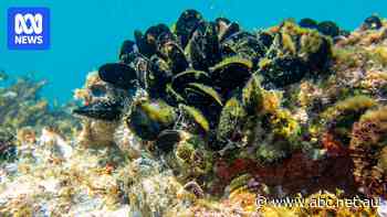 Jervis Bay farm accused of causing mussel population 'explosion'