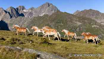 Vom Arbeitspferd zur kulturellen Ikone – wird der Haflinger bald zum UNESCO-Kulturerbe?