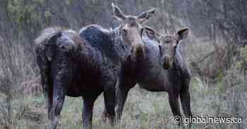 Alberta government’s special hunting licences yield $356K at Utah auction 