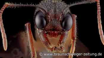 Große Drüsenameise – so schnell breitet sie sich in Deutschland aus