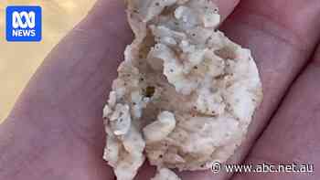 Salmon producer orders tests after 'chunks' wash up on Tasmanian beach