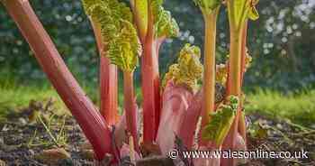 Warning given to anyone growing popular rhubarb fruit in their garden