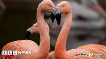 Wiltshire in Pictures: Romance in the animal world