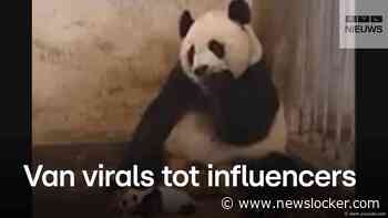 YouTube bestaat 20 jaar