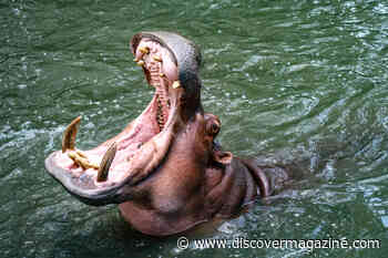 The Strongest and Weirdest Teeth Seen in the Animal Kingdom