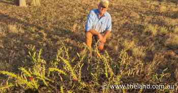 Governments fail to fund reinforcements against destructive Harrisia frontline