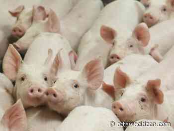 Today's letters: Let's rethink factory farming, Canada