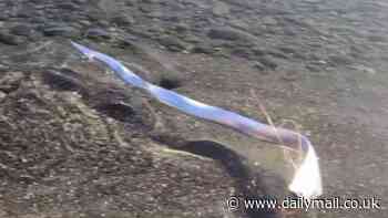 Terrifying 'doomsday' fish found on beach in Canary Islands sparking fears of disaster