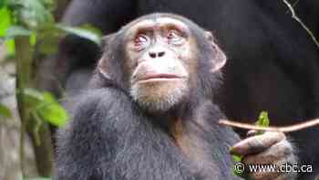 How do male chimps ask for sex? It depends on their local dialect