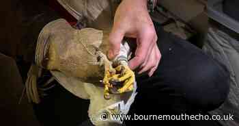 Police investigate Bournemouth property with rare birds of prey