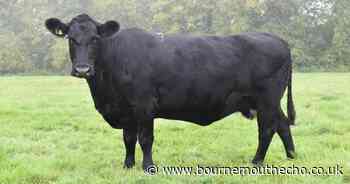 Restrictions in place after confirmed cases of animal disease