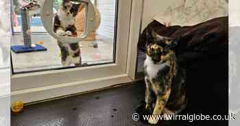 Appeal after cats dumped in carrier outside Wirral vets practice