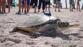 The Florida Aquarium releases sea turtle found a mile from the Gulf