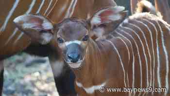 ZooTampa celebrates its first animal birth of the year