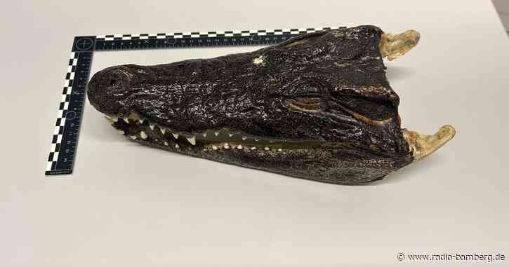 Mann mit Krokodilkopf und Erektionsförderer am Zoll erwischt