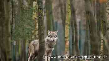 Wolf in Sicht: Wie man sich jetzt richtig verhält