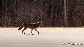Coyotes causing problems in downtown Toronto neighbourhood