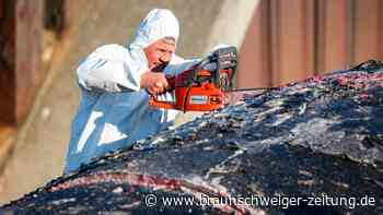 Beißender Gestank: Schlachter zerlegen Pottwal mit Kettensägen