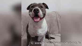 Gibt es doch ein Happy End für „Kampfhund“ Moon aus Wolfenbüttel? 