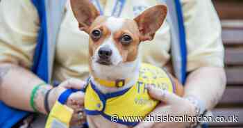 Kent rescue dog who was found abandoned in basket named Crufts finalist