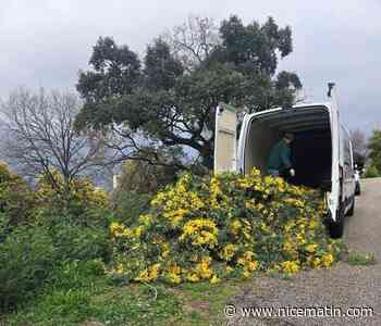 Il chargeait sa camionnette: un voleur de mimosa interpellé à la Croix des Gardes de Cannes