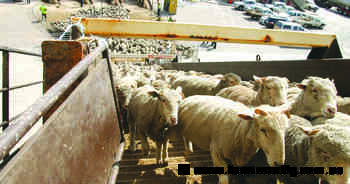 Misspent funds; live sheep ads under fire as government promotion