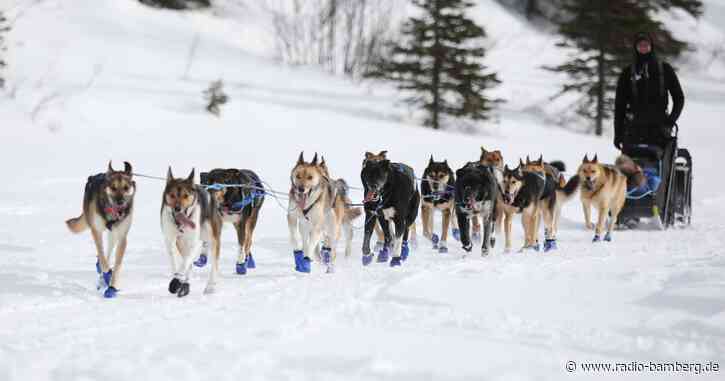 Iditarod-Rennen: Wegen Schneemangels in Alaska neue Route