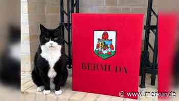 Diplomaten-Kater feiert Comeback – statt Rente, politische Bühne in Bermuda