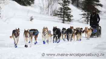 Iditarod-Rennen: Wegen Schneemangels in Alaska neue Route