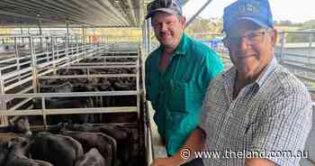 Limited supplies of prime, heavy young cattle push price up at saleyard