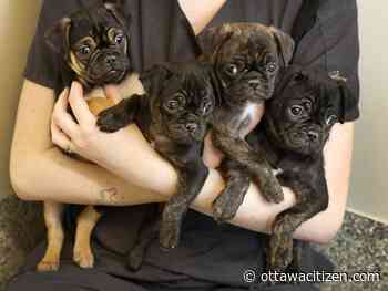 Seven abandoned dogs rescued in Ottawa snow storm