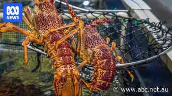 Cuts to enforcement officers spark illegal fishing 'free-for-all' fears