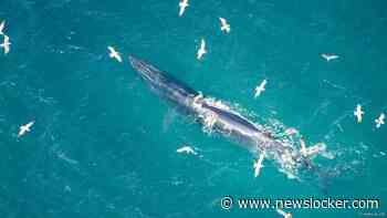 Voor het eerst levende gewone vinvis gespot in Belgische wateren