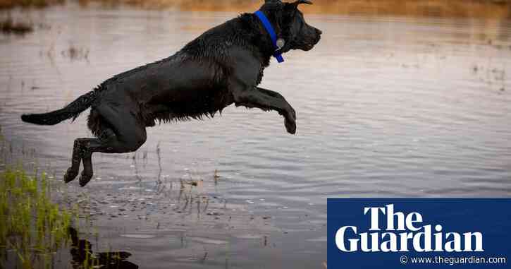 How can you treat your pet for fleas without harming nature?