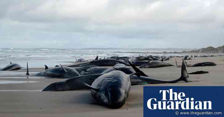 More than 150 whales stranded near Arthur River in Tasmania – video