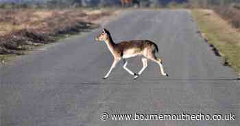 Police alerted to deer crashes 17 times