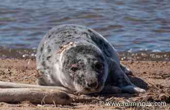 Grey seals on Norfolk coast test positive for bird flu