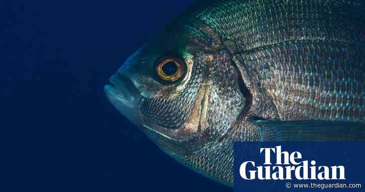 Wild fish can tell humans apart when they dress differently, study finds