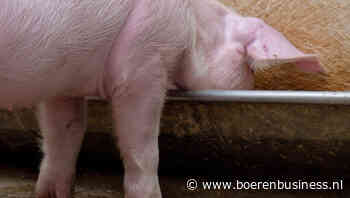 AVP dwingt kleine Poolse varkenshouders tot stoppen