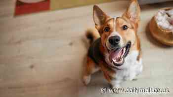 The secret sign that your dog is trying to TALK to you, revealed