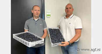 "Vertraagde aanvoer Marokkaanse blauwe bessen drijft prijzen op"