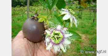 "Groot exportpotentieel Colombiaans exotisch fruit"